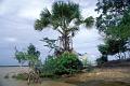 guyane 14